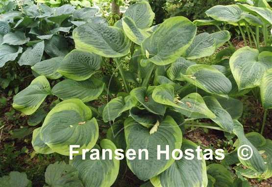 Hosta Rain Dancer